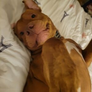 Unlisted Items For a Live Show